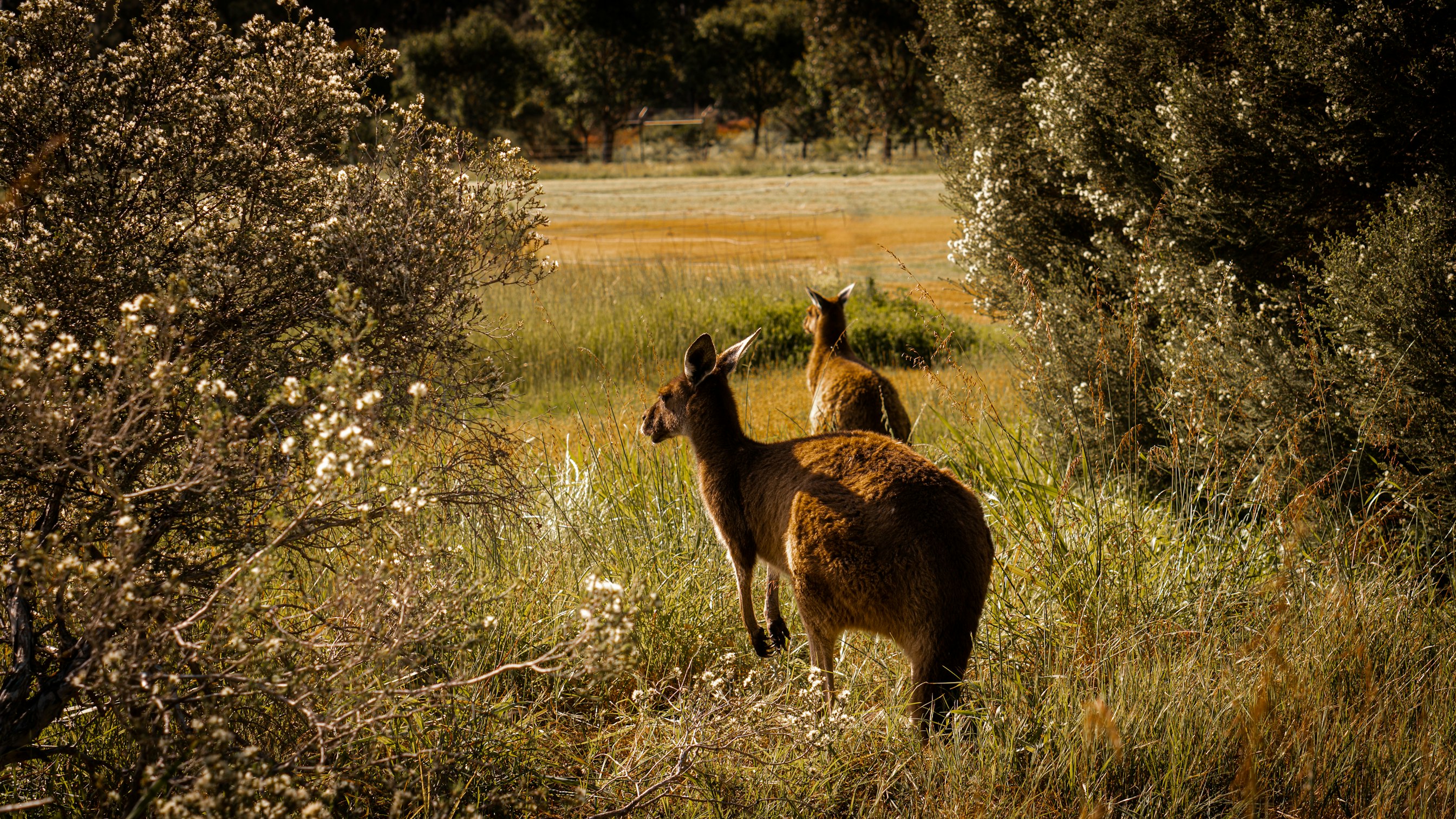 kangaroo - Places To Go in Perth