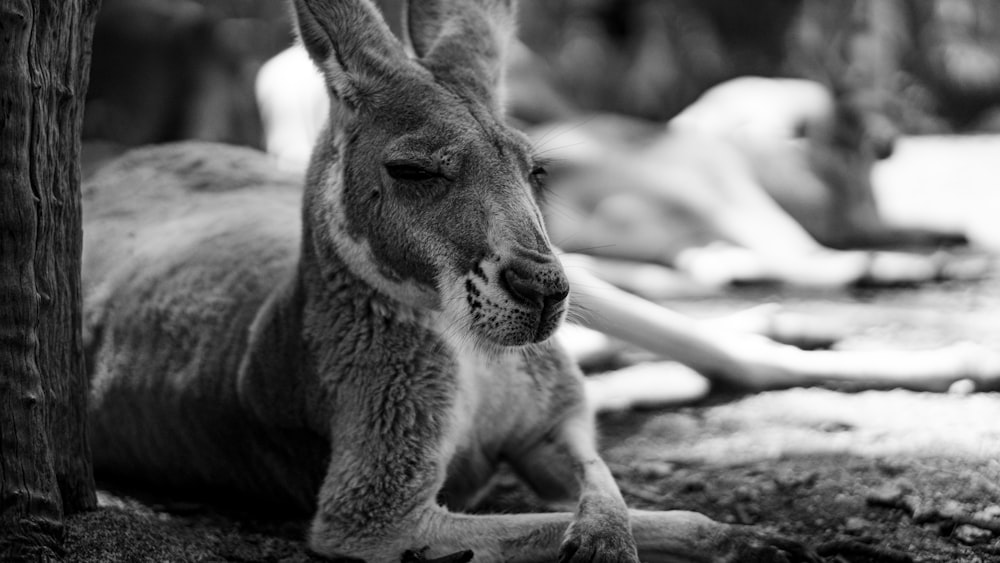 grayscale photography of donkey