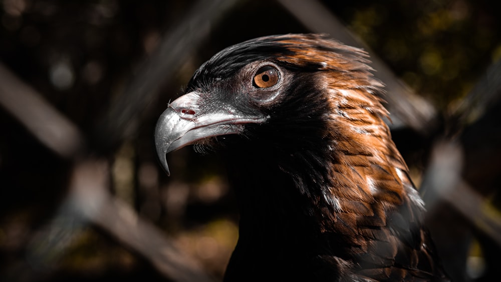 long-beaked brown bird