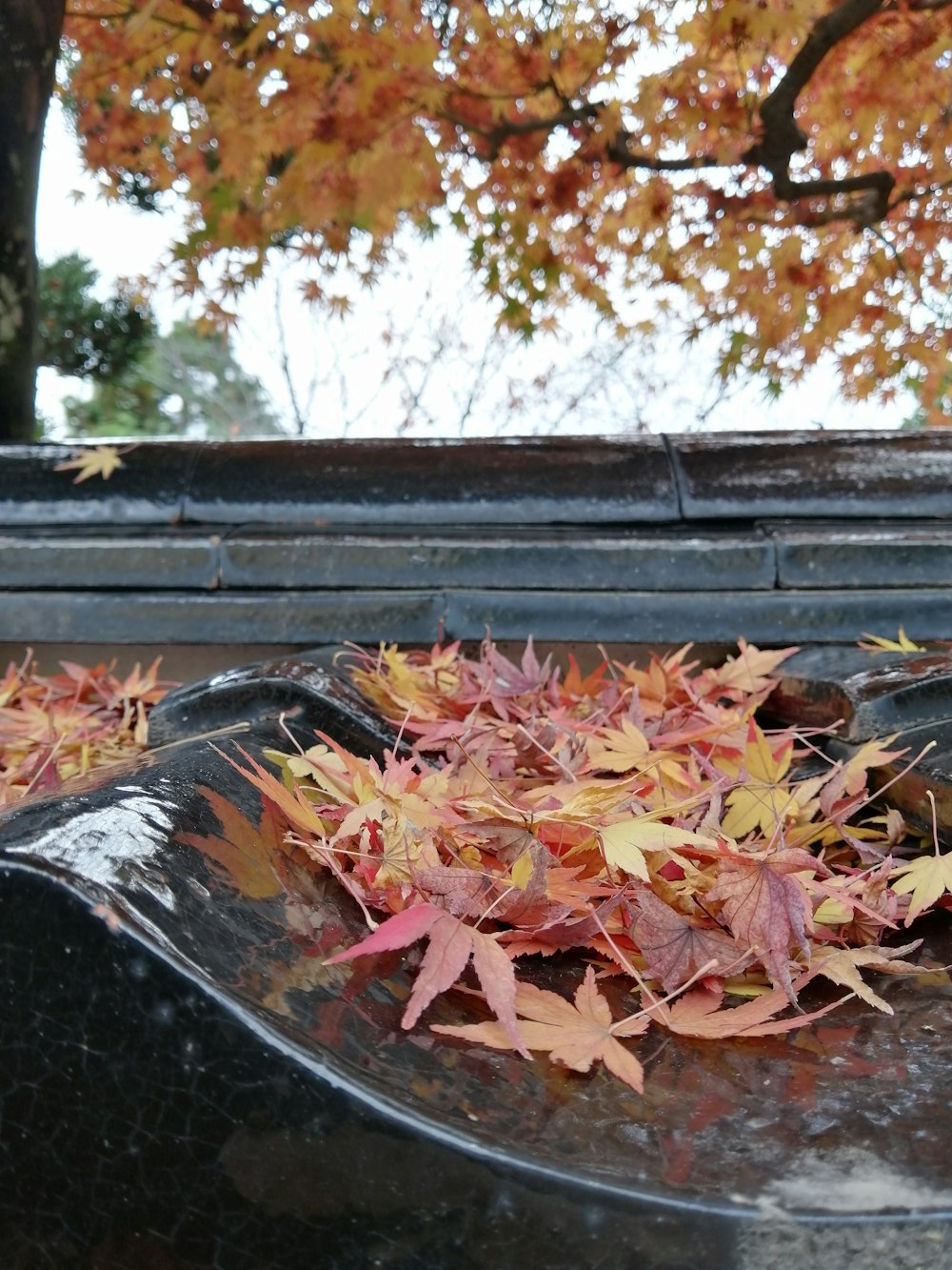 multicolored leaves on black roof