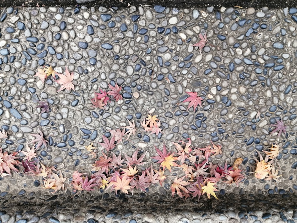 foglie multicolori