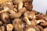 Close-up of fresh shiitake mushrooms freshly harvested in Mumbai