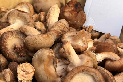 Close-up of fresh lion's mane mushrooms growing on a sustainable farm in Aguascalientes.