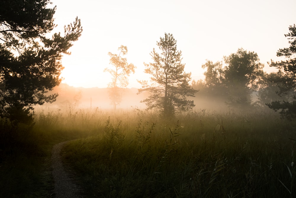 foggy grass field scenery