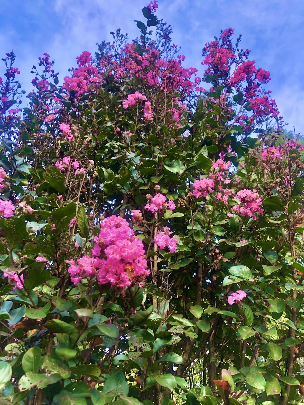 pink flowers bush plant