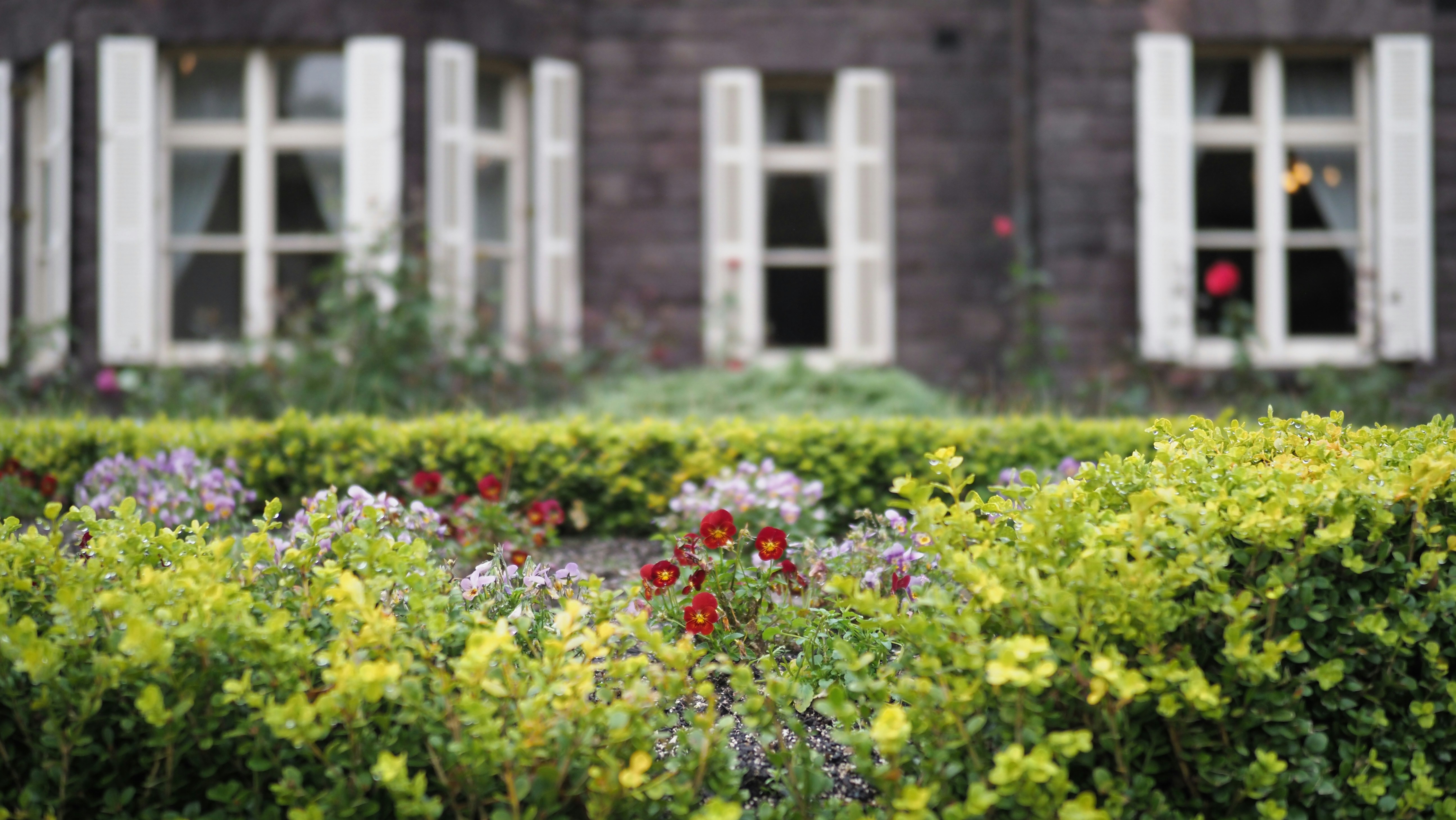 red flower garden