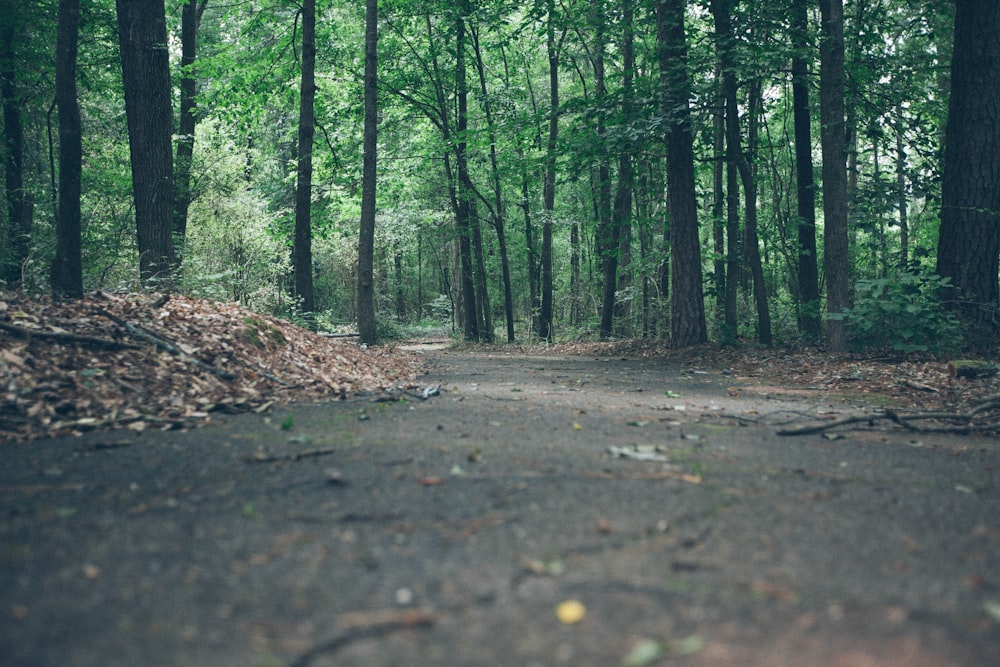 empty pathway surrounded by trees