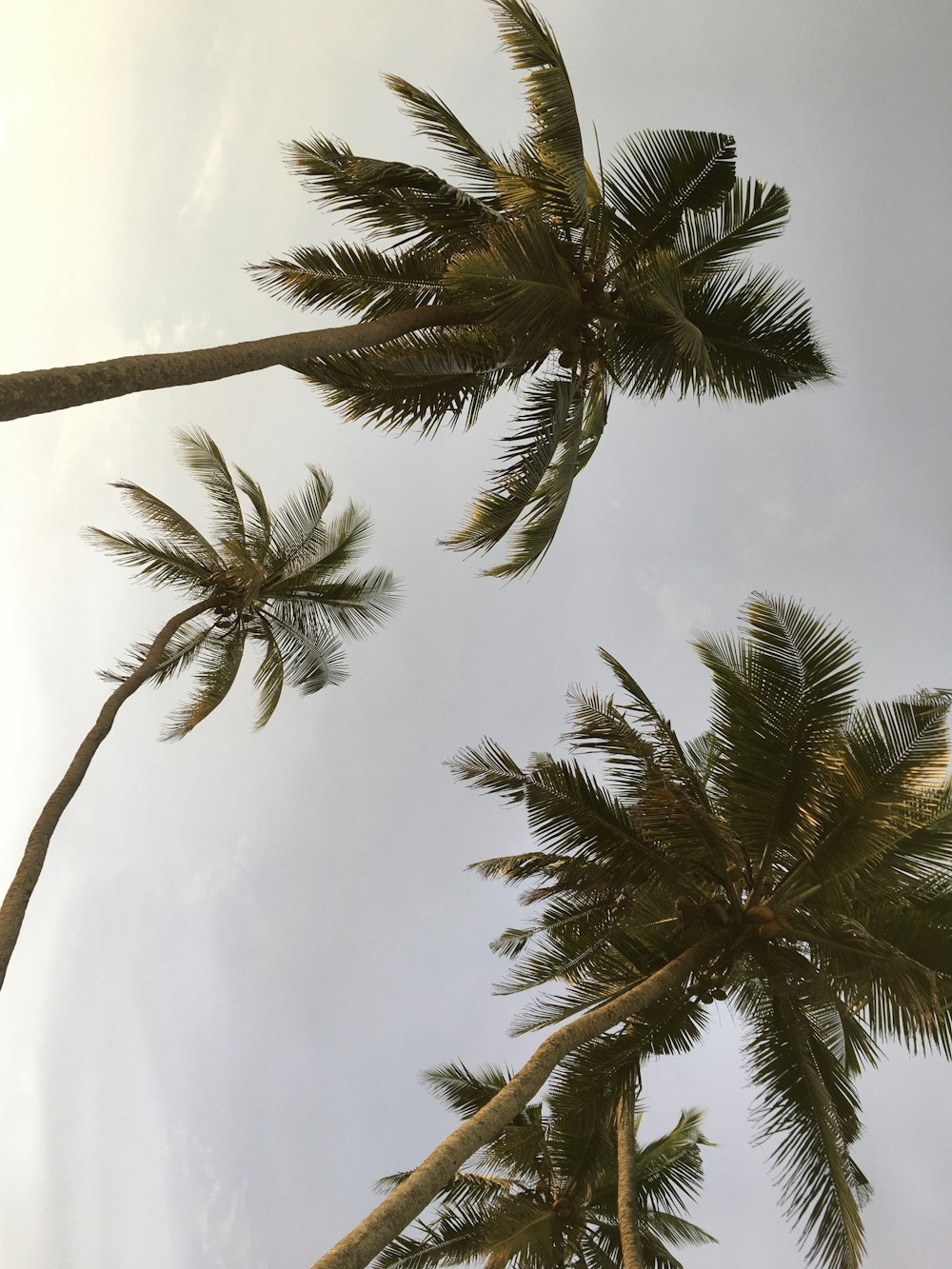 tall coconut trees