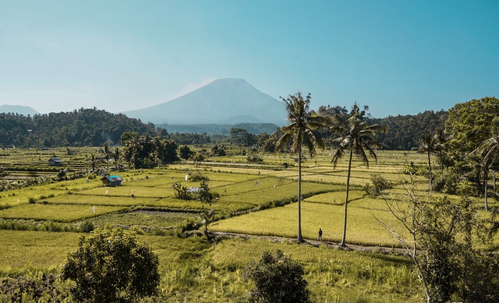 rice field with houses and trees during day