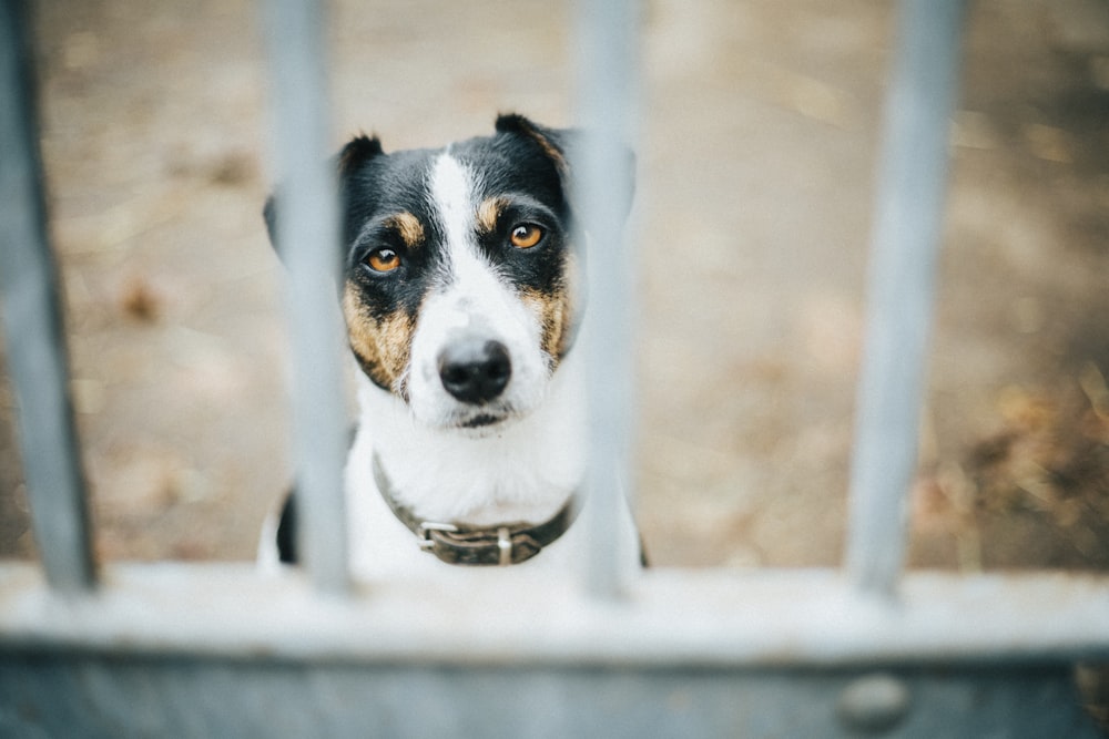 Hund hinter Metallgittern