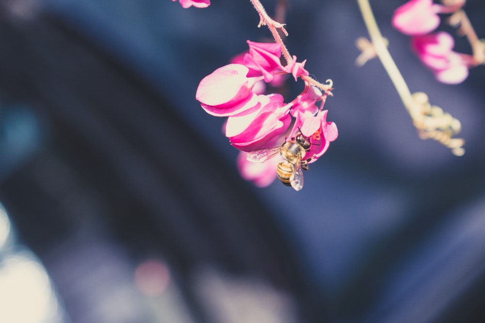 shallow focus photo of yellow bee on pink flower