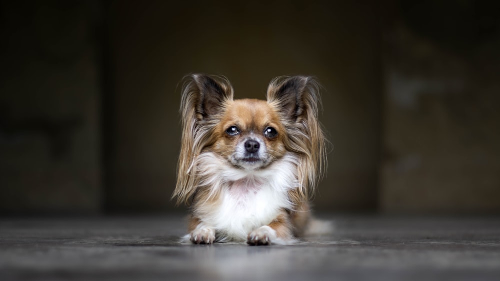 7,000+ Papillon Dog Stock Photos, Pictures & Royalty-Free Images