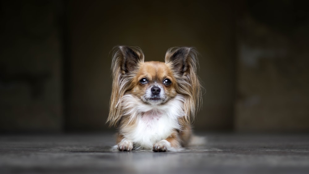 white and brown coated dog