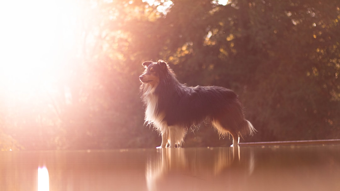 Dog photography during sunset