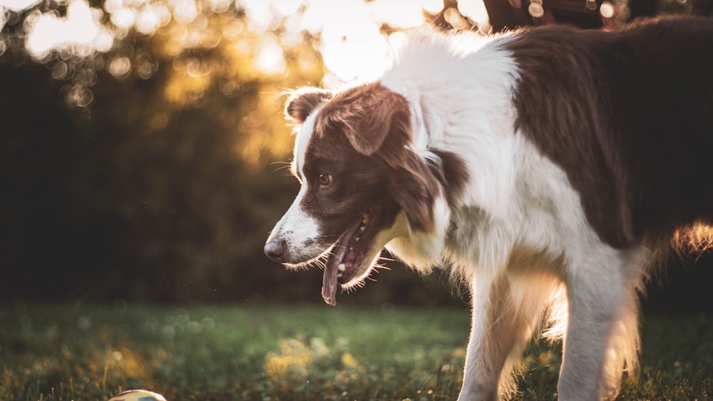 short-coated black and white dog facing to the side