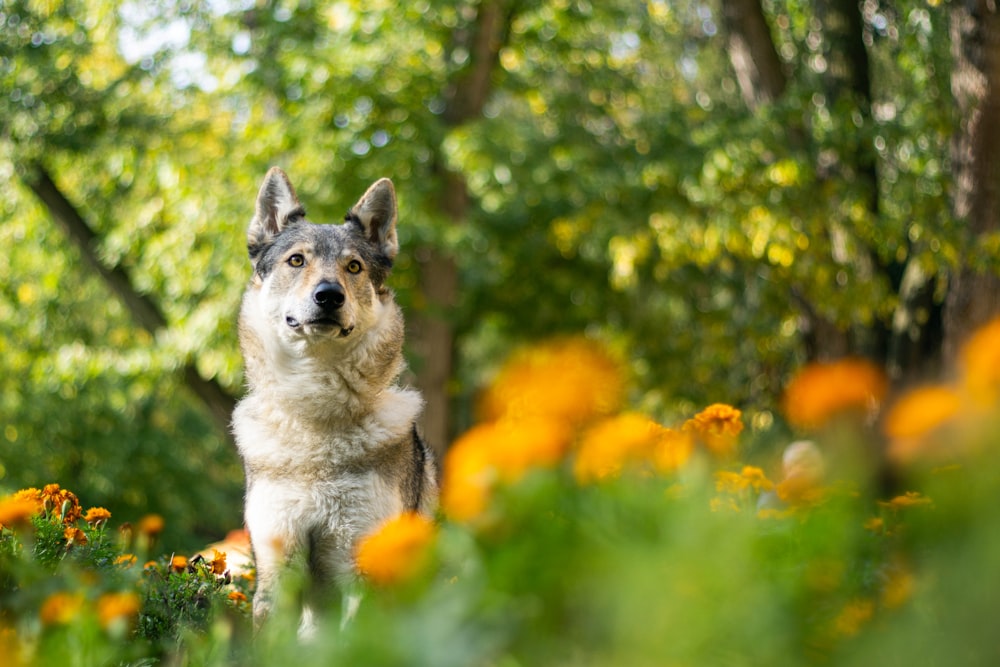 shallow focus photo of long-coated white and black dog