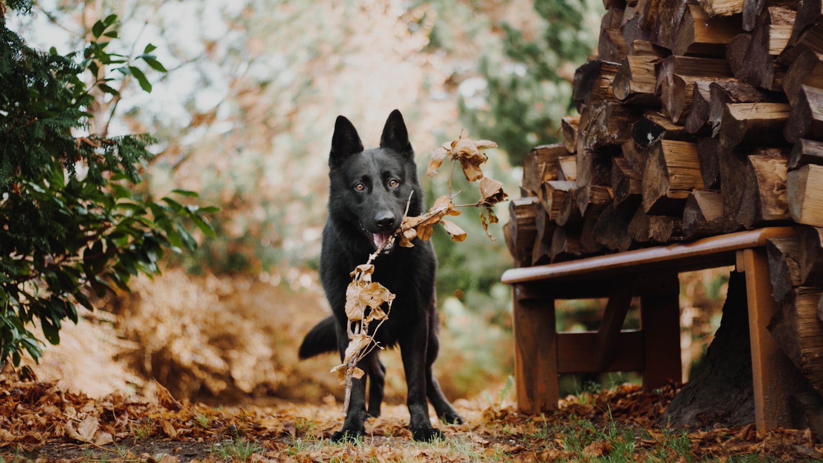 Sony a6000 + Sony DT 50mm F1.8 SAM sample photo. Dog biting leaf photography