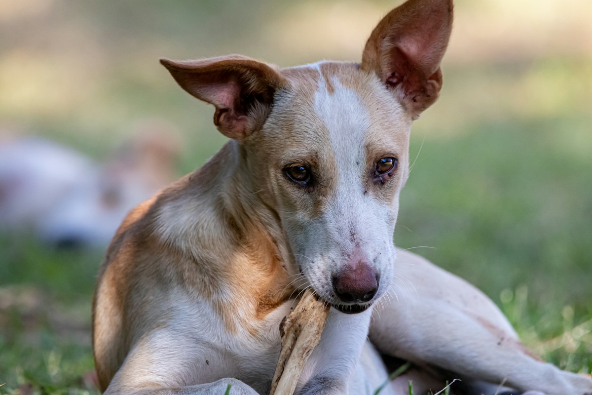 Cão roendo osso na grama