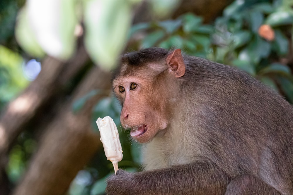 shallow focus photo of gray and brown monkey