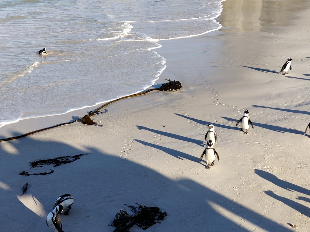 penguins along the shore