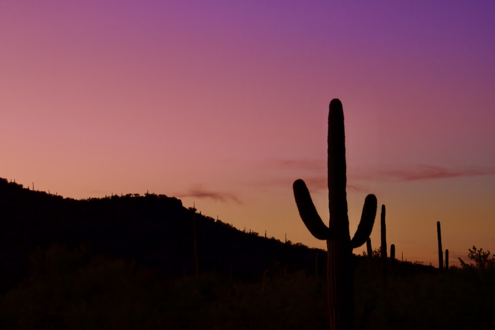 silhouette of cactus