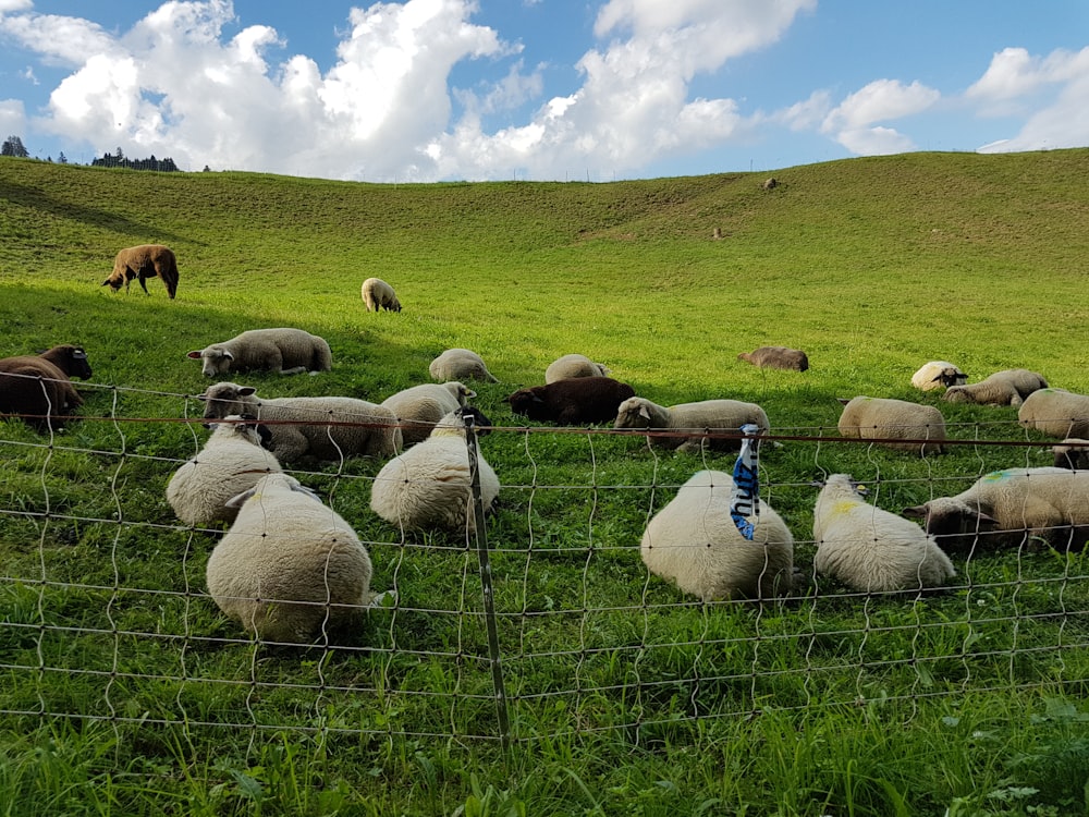 herd of sheep on grass field during daytime