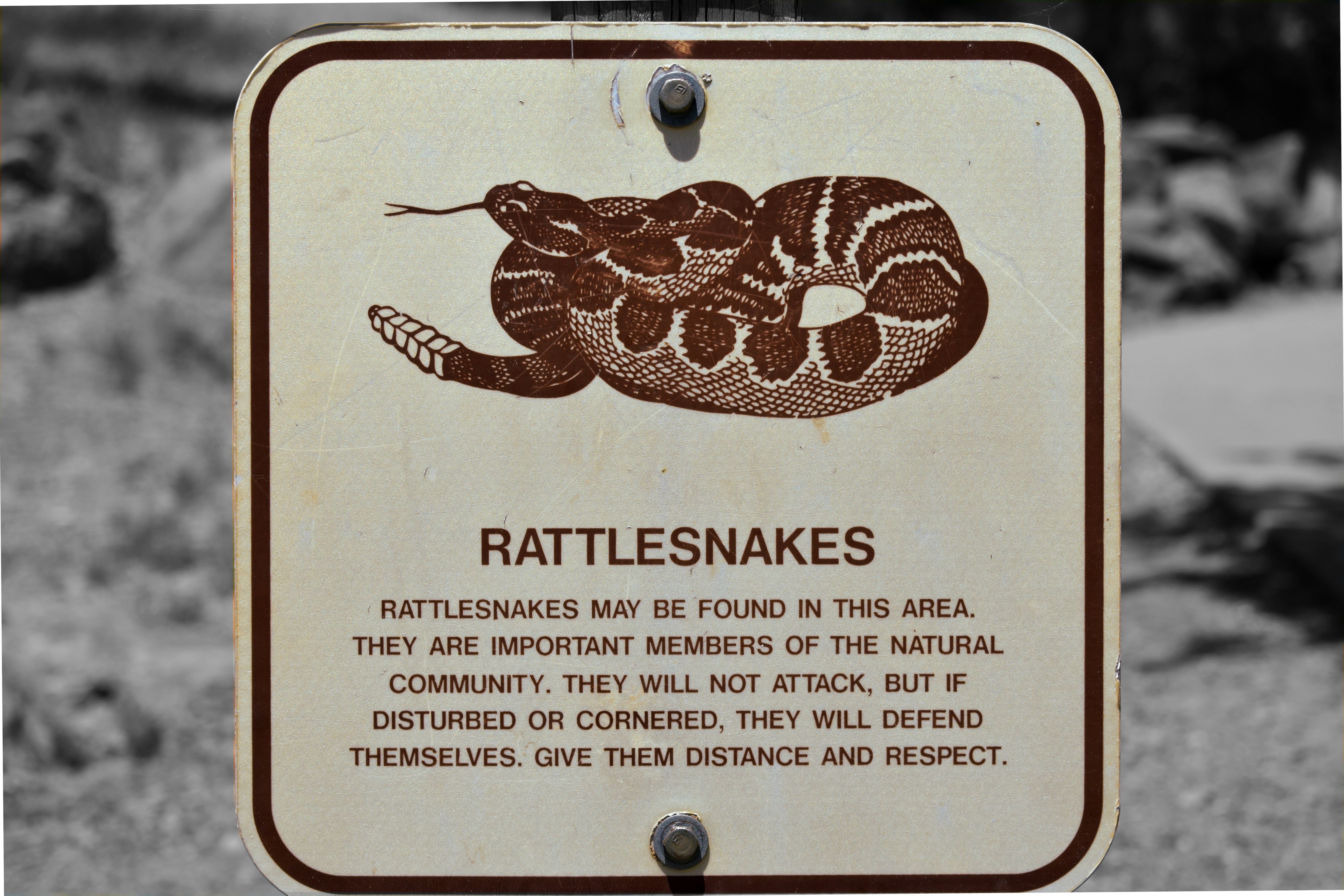 Rattlesnakes poster