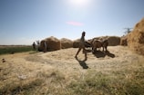 A rural farming scene with people working in a field. There are stacks of hay surrounding the area, and a person is guiding cattle under the bright sunlight. The open landscape in the background suggests a spacious and pastoral setting.