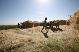 Farm workers tending to cattle with care and attention on a sunny day.