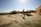 A rural farming scene with people working in a field. There are stacks of hay surrounding the area, and a person is guiding cattle under the bright sunlight. The open landscape in the background suggests a spacious and pastoral setting.