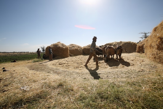 A rural farming scene with people working in a field. There are stacks of hay surrounding the area, and a person is guiding cattle under the bright sunlight. The open landscape in the background suggests a spacious and pastoral setting.