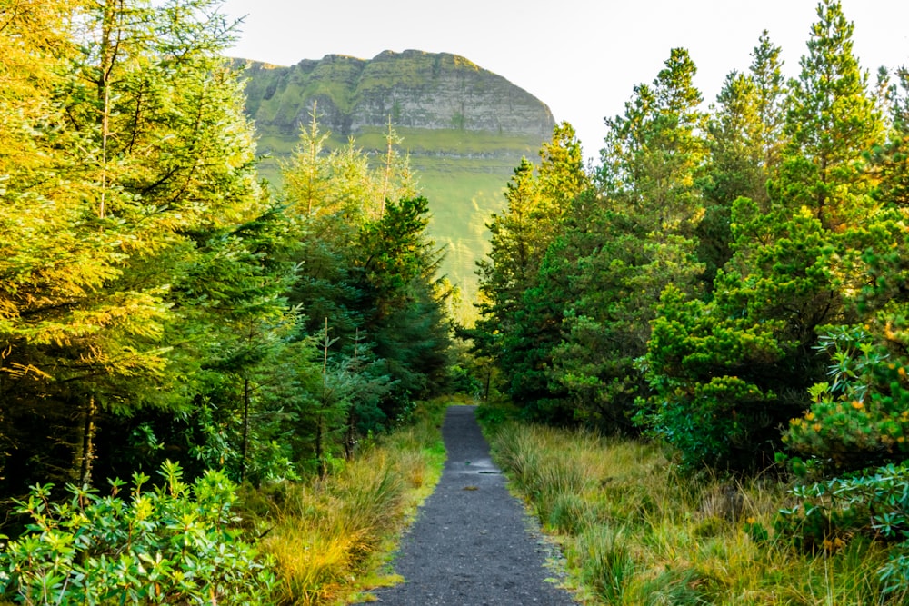 strada in mezzo di alberi ed erba