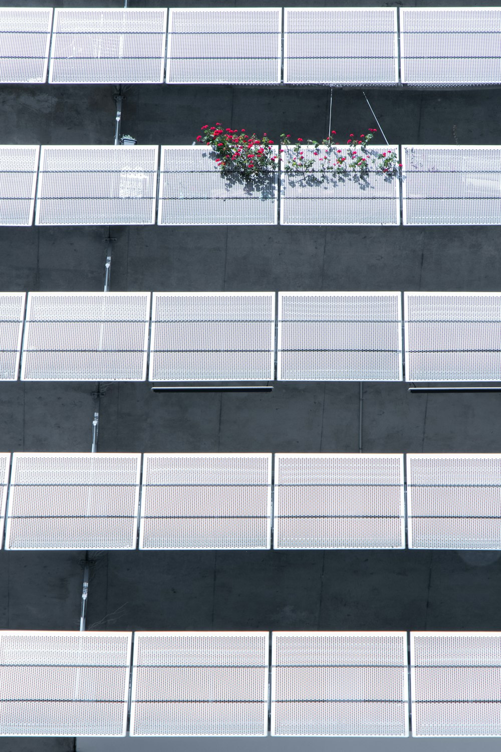 red petaled flowers outside white and black building