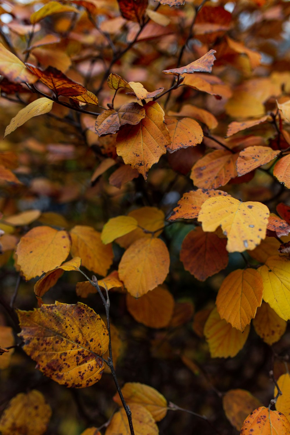 brown leaf plant