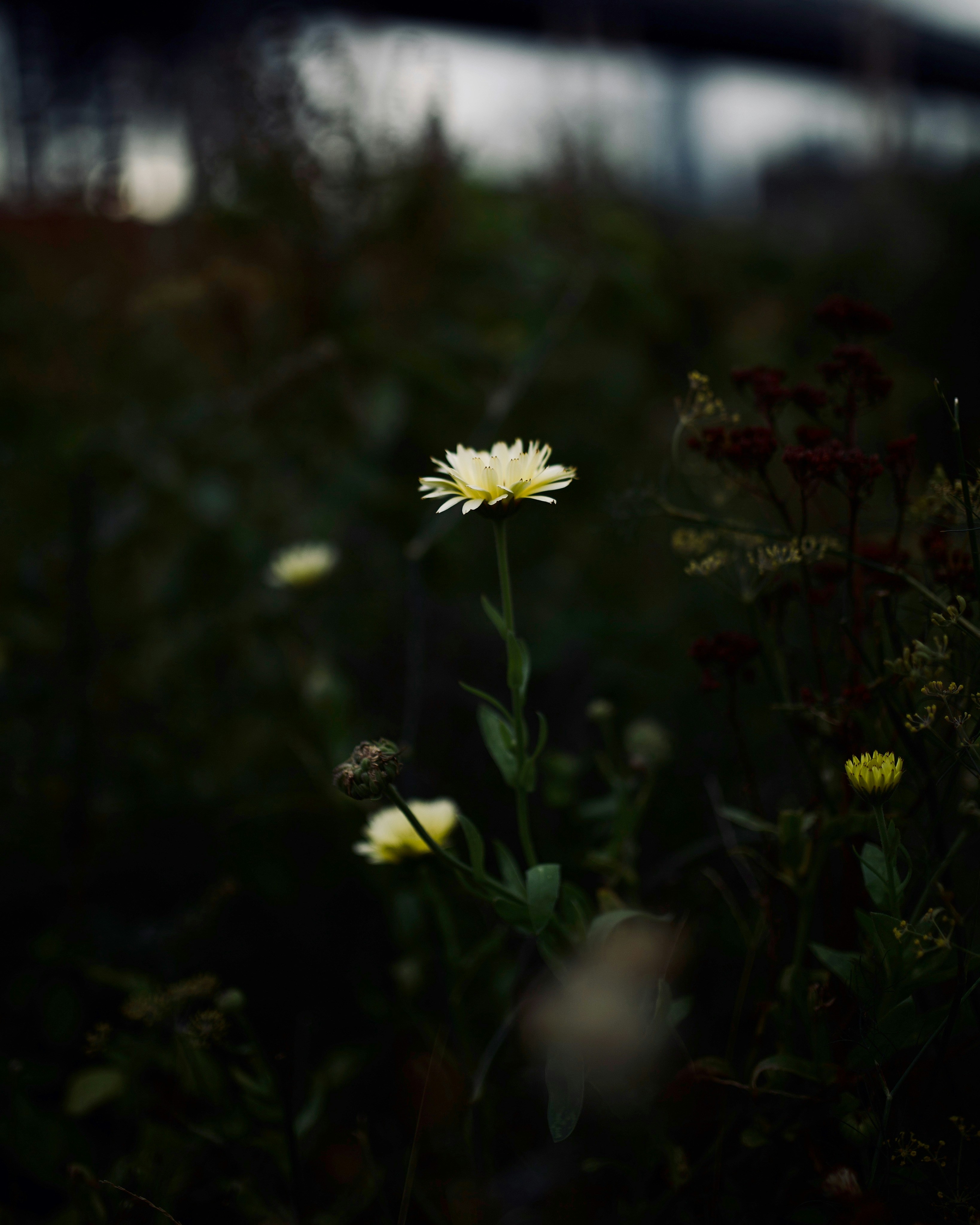flor de pétalos blancos