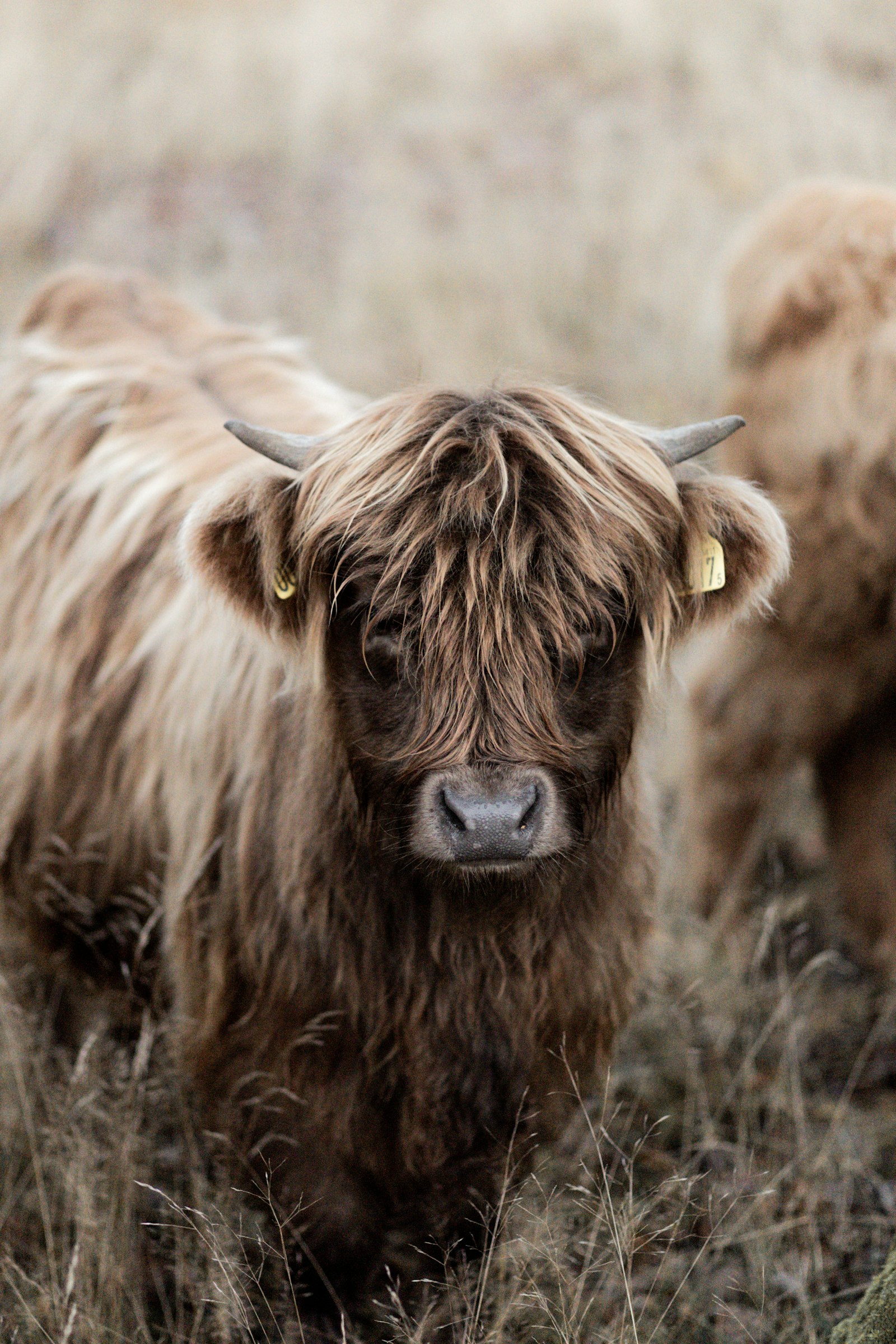 Canon EOS 5D Mark IV + Canon EF 85mm F1.8 USM sample photo. Brown cattle photography