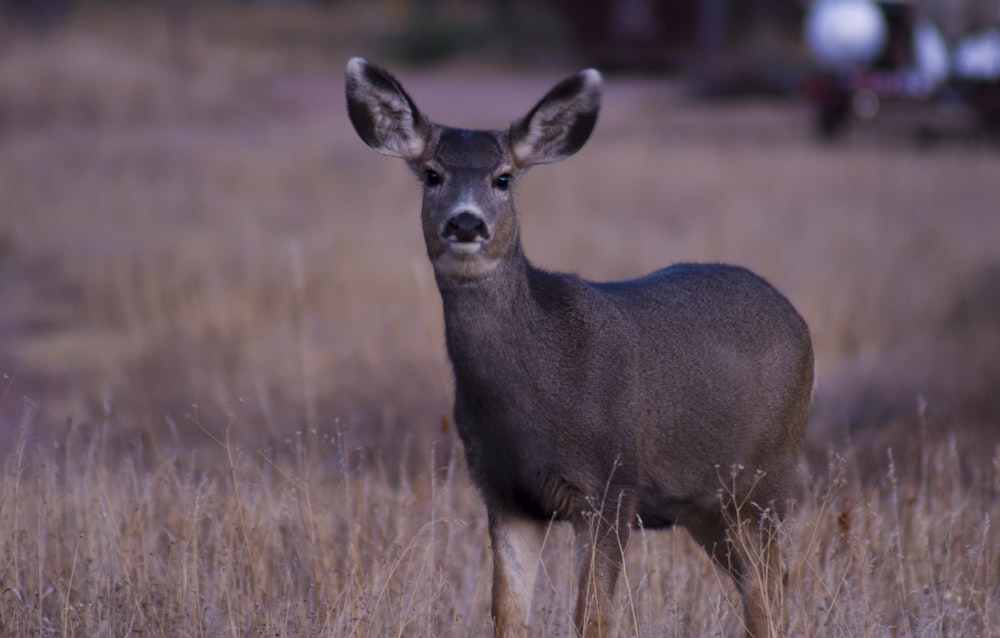 selective focus photo of brown doe standing on grass