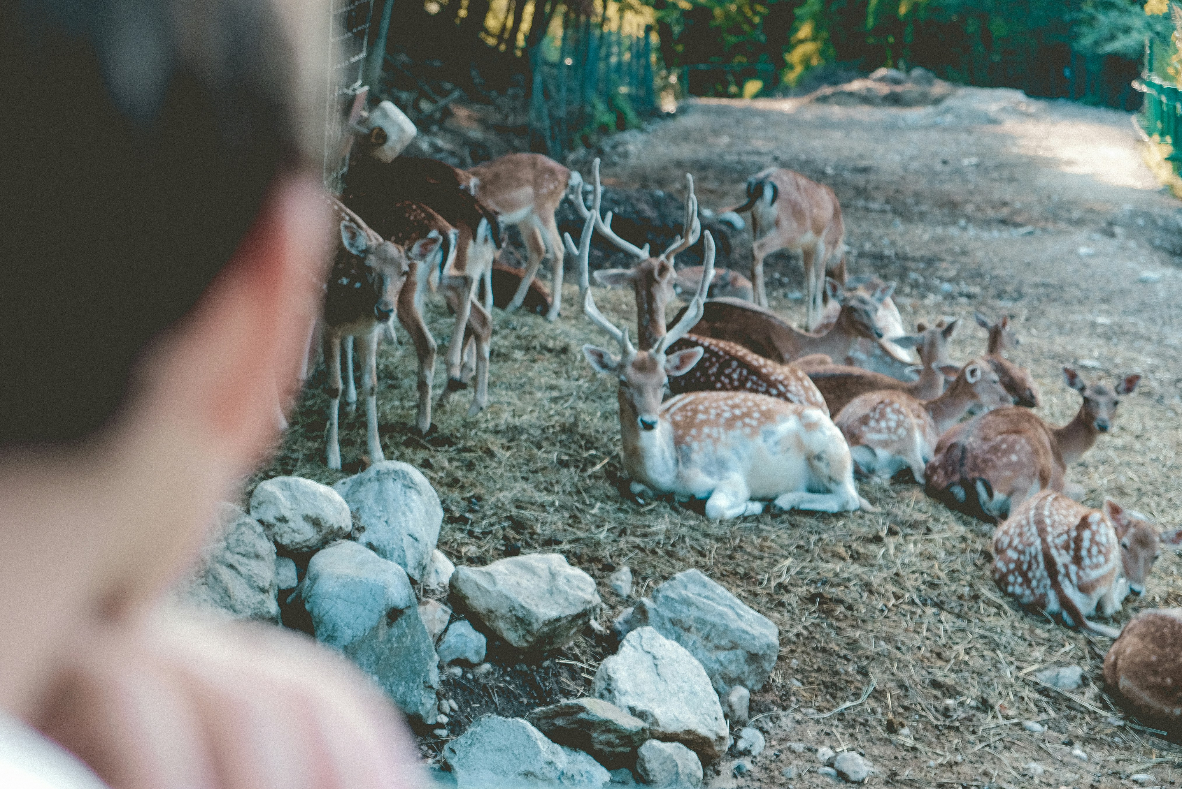 brown deer during daytime