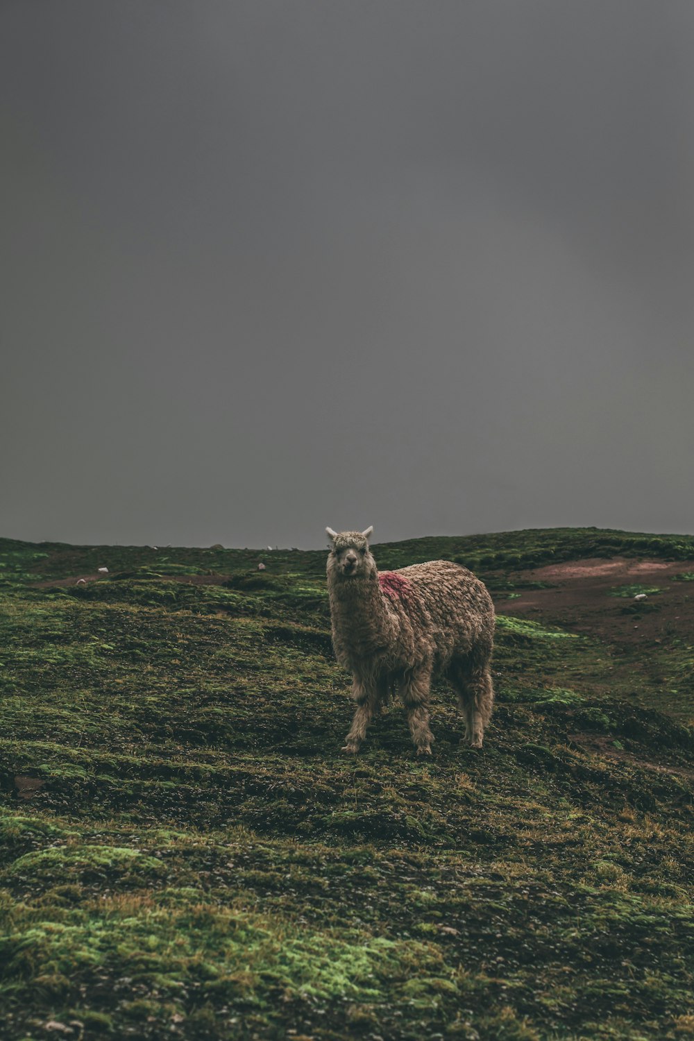 shallow focus photo of brown llama