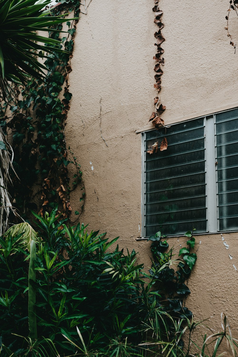 plants near window