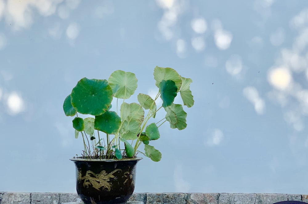 green leafed potted plants near wall