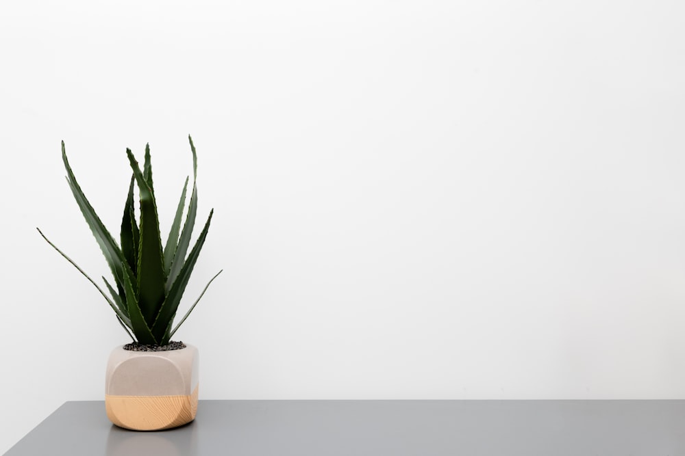 green-leafed plant on grey surface