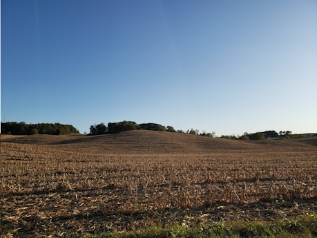 A harvested field stretches across gently rolling hills beneath a clear blue sky. The field is covered in short, even stubble from cut crops, likely corn. Dense clusters of trees line the horizon, creating a dark green outline against the sky.