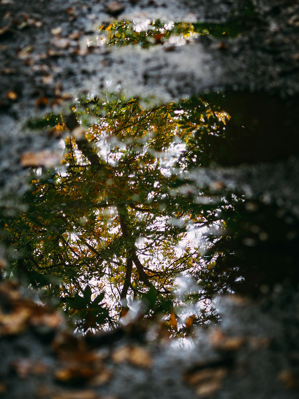 a reflection of a tree in a puddle of water