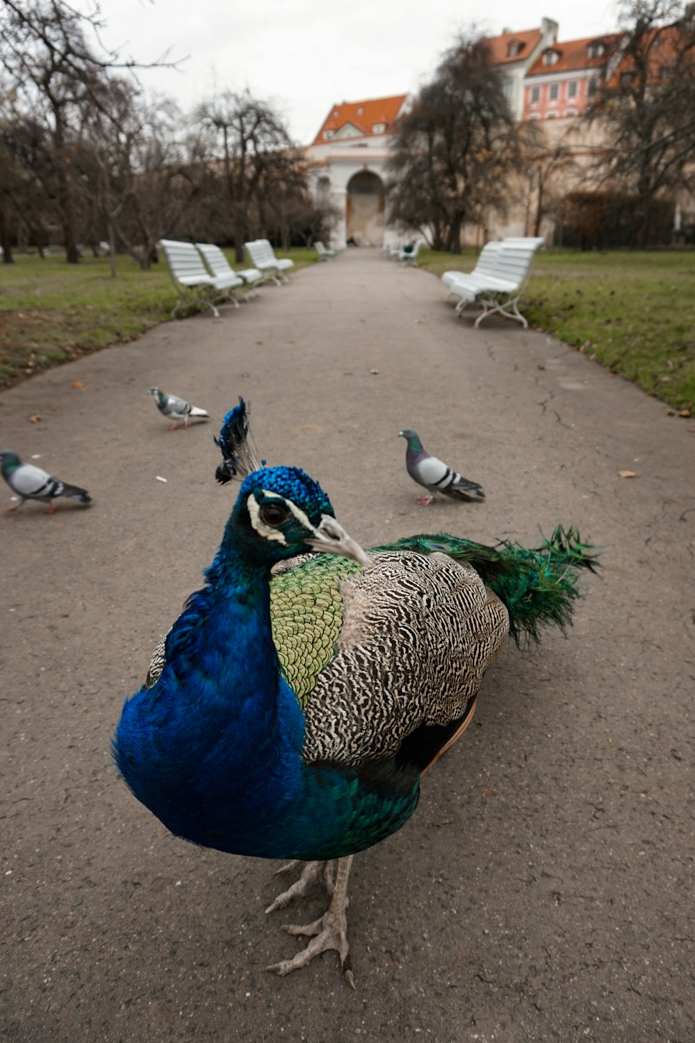 peacock photograph