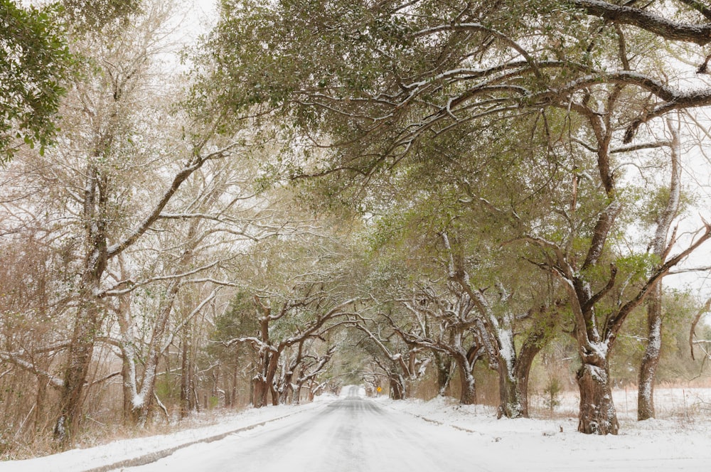 green trees beside paved road