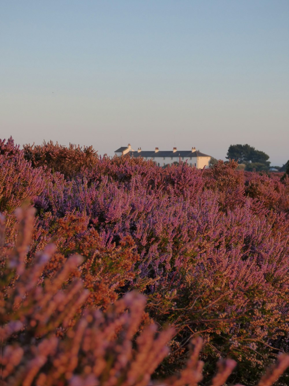 purple lavender field