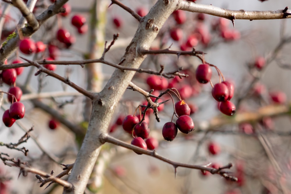 red fruits on tree