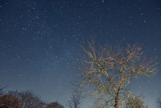 A delicate ink drawing of a lone tree under a starry sky, evoking quiet reflection.