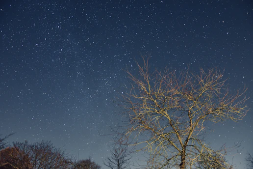 A delicate ink drawing of a lone tree under a starry sky, evoking quiet reflection.